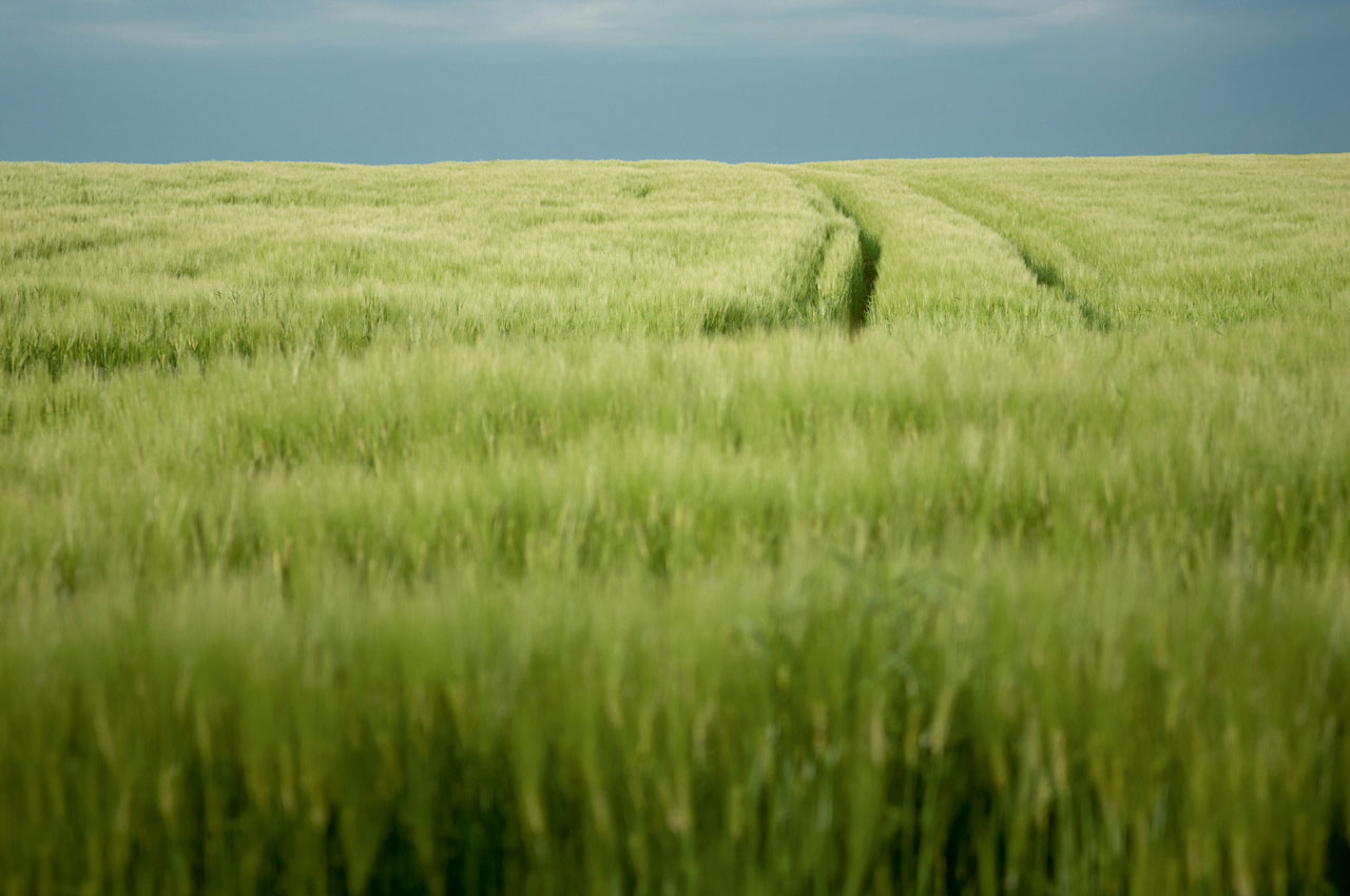 Paysage de champ de blé