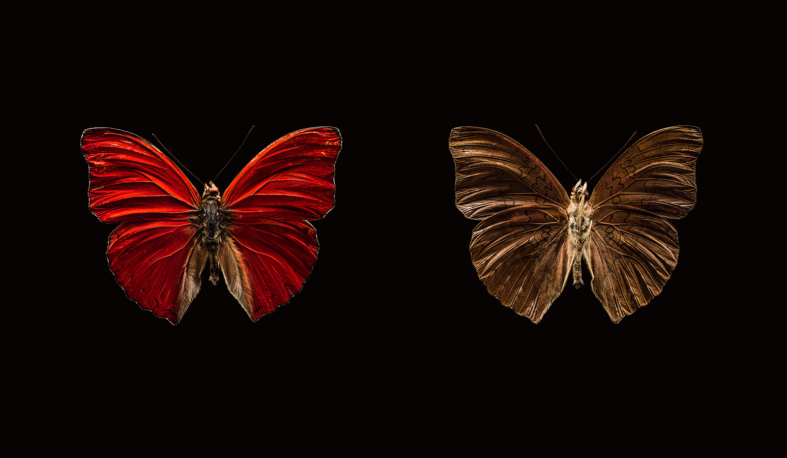 Photo papillons