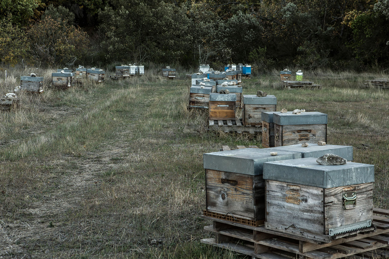 ruches dans le Luberon