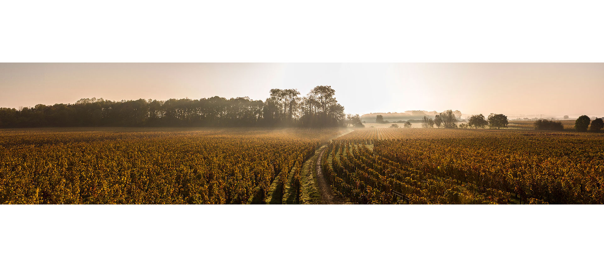 Vignes en Bourgogne en automne