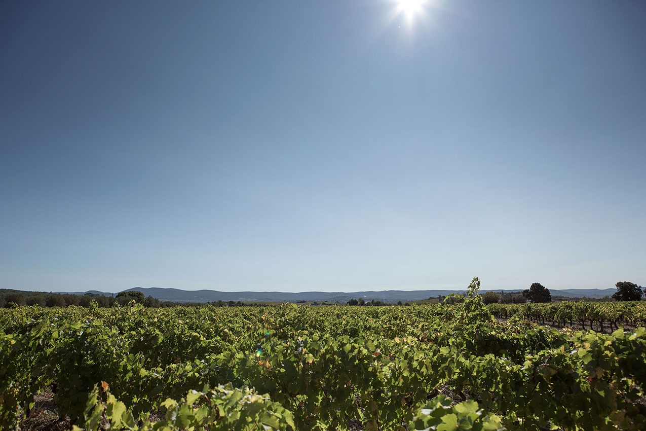 Vignes plateau du Larzac en Languedoc