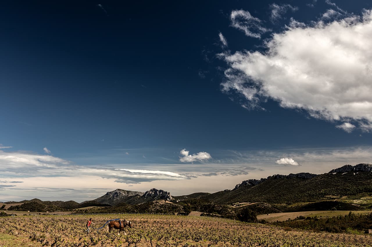Le ctravail du cheval dans la vigne. ©Photo Antonin Bonnet
