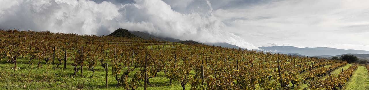 Photo panoramique dans les vignes.©Photo Antonin Bonnet